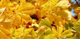 나주집에서의 만남 A Meeting in Naju’s Bar- 정한용 시인