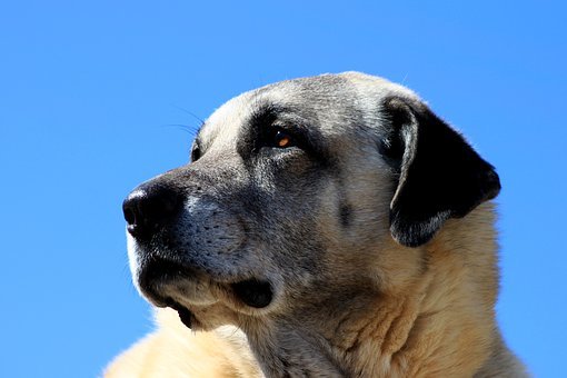 티그리스 강가에서 만나 캉칼(Kangal Dog) – 이호준 작가
