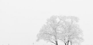 첫눈(First Snow) – 이재무 시인