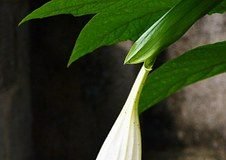 수그리다Bending – 장석주 시인