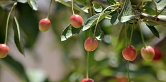 앵두 Cherry — 장석주 시인