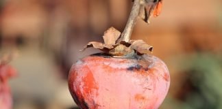 감나무A Persimmon Tree — 이재무 시인