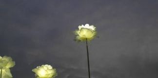 가을病Autumn Pain–장석주 시인