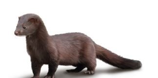 밍크 코트 만드는 법 How to Make a Mink Coat- 정한용 시인