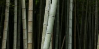 대나무처럼Like a Bamboo– 이산하 시인