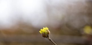 산수유 씨앗 Cornelian Cherry Seed– 이산하 시인