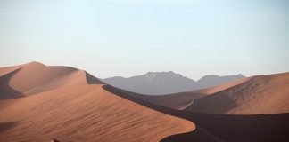 어린여우 A Baby Fox –이산하 시인