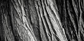 나무 Tree — 이산하 시인