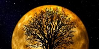 달빛항아리A Moonlight Jar — 정한용 시인