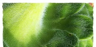 수선하는 여자 A Seamstress – 권순자 시인