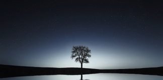 별 닦는 나무 Star Polishing Tree – write by 공광규(Kong Kwangkyu)