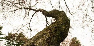 한 그루의 나무를 위하여 A Tree –맹문재 Maeng, Moonjae