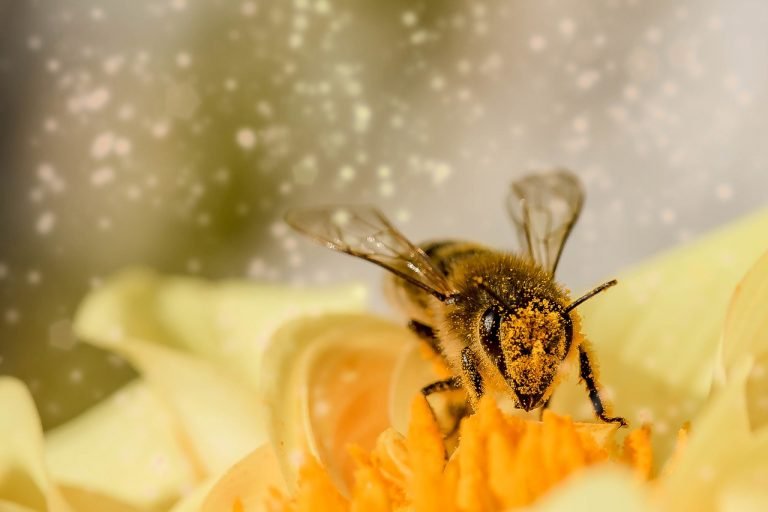 Honeybee Mailman–Write by Park, Somyeong
