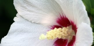 위대한 사건A Formidable Occurrence–write by 공광규(Kong Kwangkyu)